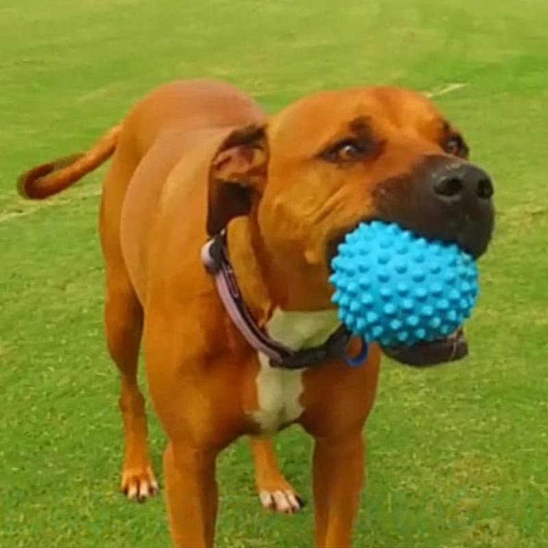 Aussie dog outlet ball